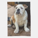 Recherche de bouledogue anglais cuisine linges Chiot