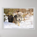 Recherche de noir loups posters Loup gris