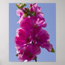 Recherche de angle posters Rose