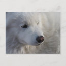 Zoek naar samoyed briefkaarten Spitz