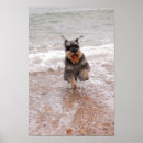 Zoek naar miniatuur schnauzer posters Hond