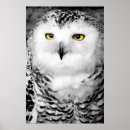 Recherche de hibou neigeux posters Photographie