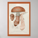 Recherche de mushroom posters Red