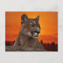 Zoek naar leeuwen briefkaarten Bergen