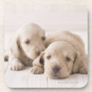 Recherche de teckel dessous de verres Animaux de bébé