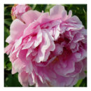 Zoek naar roze pioen posters Roze florale roze