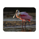 Recherche de spatule magnets Oiseau