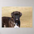 Recherche de photographe debout posters Boxer