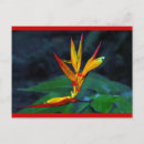 Recherche de fleurs noël cartes Tropical
