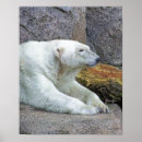 Zoek naar noordpool posters Koud