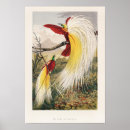 Recherche de oiseau vintage posters Illustration