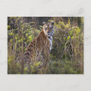 Recherche de tigresse cartes postales Faune