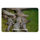 Recherche de alligators magnets Crocodile