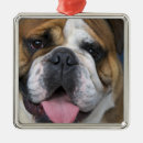 Recherche de bouledogue français ornements Race de chien