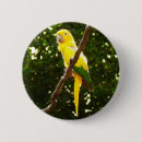 Zoek naar papegaaien buttons Foto