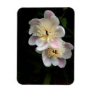 Recherche de pivoine magnets Fleurs