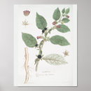 Recherche de belladonna posters Botanique