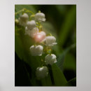 Zoek naar lelietje van dalen posters Bloem