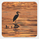 Zoek naar reiger stickers Wild