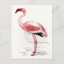 Zoek naar vintage flamingo briefkaarten Illustratie