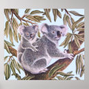 Zoek naar koala Fauna