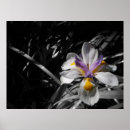 Zoek naar paarse bloemen posters Flora