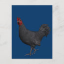Recherche de coq noir cartes postales Oiseau