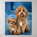 Recherche de chien de caniche posters Adorable