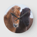 Zoek naar ijslands klokken Equus caballus