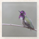 Zoek naar kolibrie onderzetters Vleugels