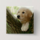 Recherche de labrador badges Chiot