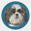 Recherche de shih tzu chien autocollants Blanc