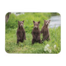 Recherche de bear magnete Animal