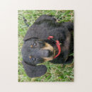 Recherche de chien de jouet puzzles Chiots