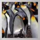 Recherche de jeune animal posters Faune