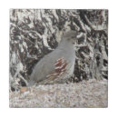 Recherche de femelle carreaux Nature
