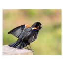 Recherche de oiseaux chanteurs posters Observation des oiseaux
