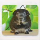 Zoek naar cavia muismatten Schattig