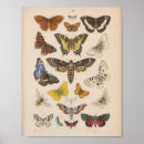 Recherche de vintage moth posters Insectes