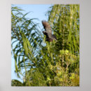 Recherche de crowe posters Noir