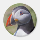 Recherche de oiseau macareux magnets Oiseaux