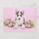 Recherche de marionnette cartes postales Chien mignon
