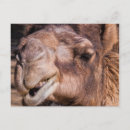 Recherche de humour chameau de posters Animal