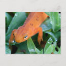 Recherche de salamandres cartes postales Mignon