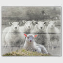 Zoek naar schapen cadeaupapier Lammeren