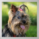 Recherche de chiens mignons posters Toute personne