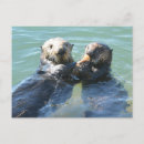 Recherche de loutre de mer cartes postales Faune