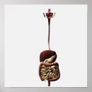 Recherche de digestif posters Soins de santé