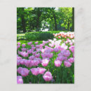 Zoek naar keukenhof tuinen briefkaarten Tulpen