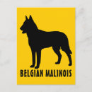 Recherche de malinois cartes postales Animal
